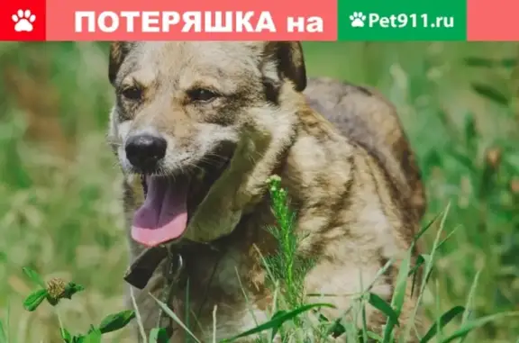 Пропала собака с адресником в Москве