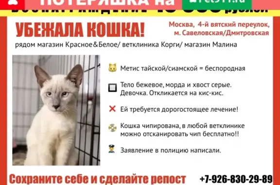 Пропала кошка около дома 16к2 на 4-й вятском переулке, вознаграждение 10 000 рублей!