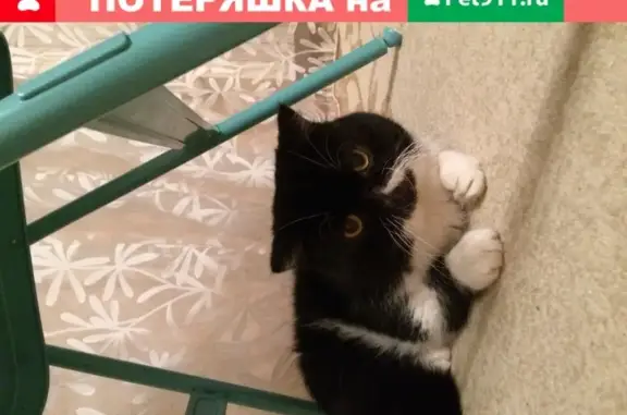 Пропала экзотическая кошка в Казани (8 лет)