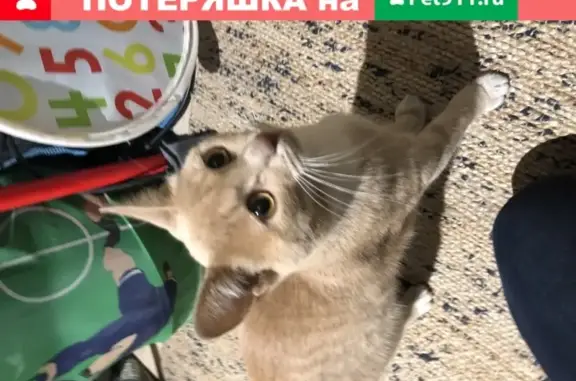 Найден рыжий кот на 3-м Люсиновском переулке