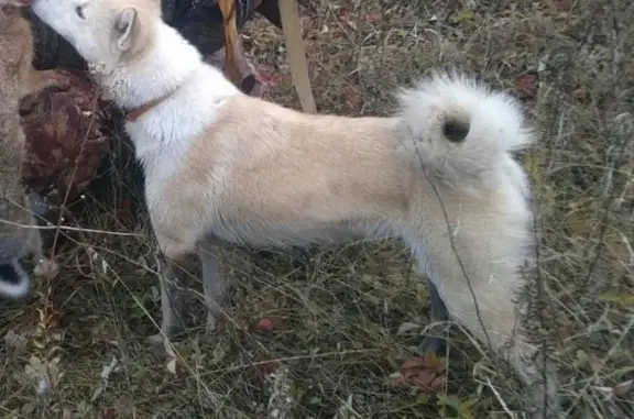 Пропала собака Нора в лесу между Карповкой и Сазаньем, Пензенская обл.