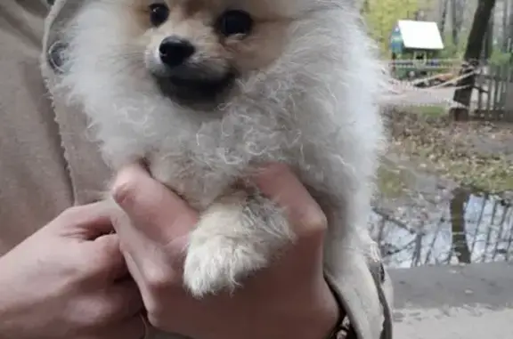 Найден щенок на аллее Дружбы в Перми