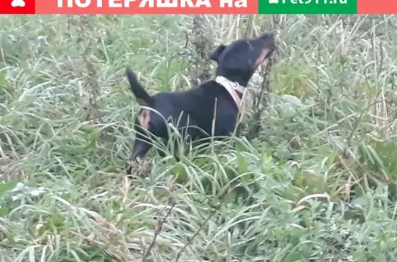 Пропала собака в Ижевске, район ЖК Парковый, черного цвета.