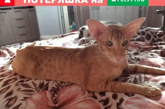 Кошки потеряшки, Курган, фото: Потеряшка кот в мкр. Черемухово, Курган. Нужна помощь.