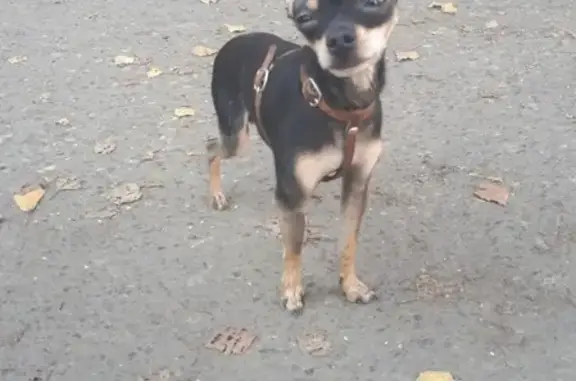 Найдена собака в Осинниках, ищем владельца