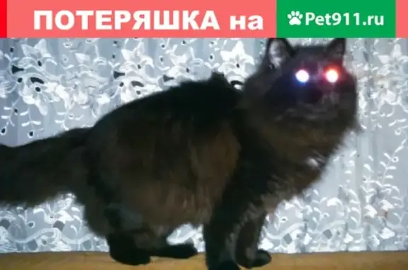 Пропал кот, Ленина 32, вознаграждение - Мирный, Якутия
