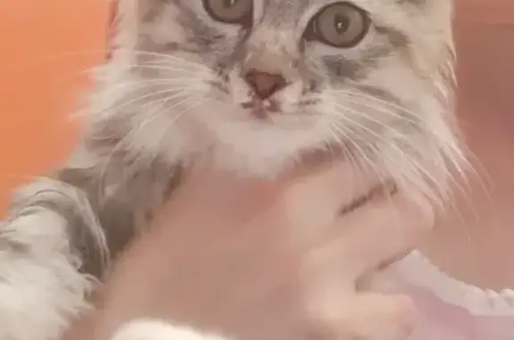 Найдена кошка в Усть-Куте
