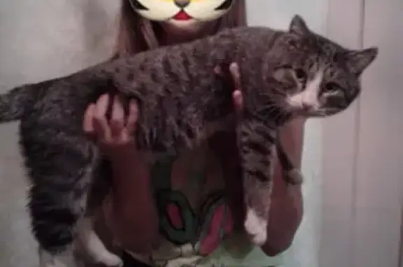 Кошки потеряшки, Курган, фото: Потеряшка кот на ул. Достоевского, Восточный посёлок, Курган.