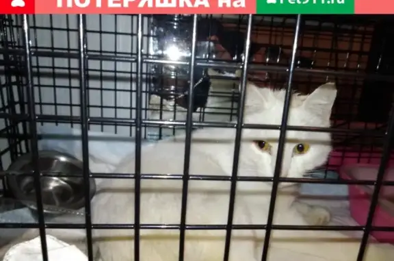 Найден белый котик в Кемерово