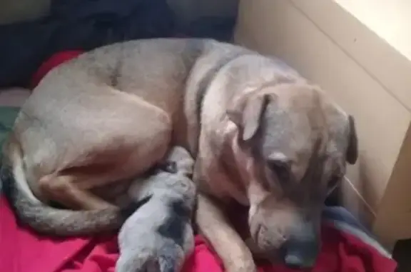 Найдена коричневая собака, метис шарпея (Юго-Западный, Екатеринбург)