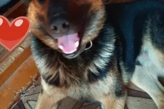 Пропала собака в Торжоке, помогите найти!
