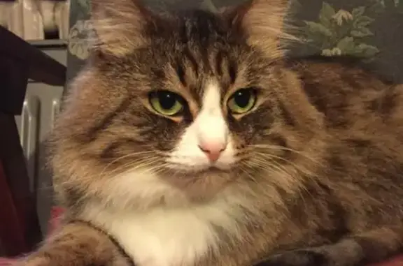 Кошки потеряшки, Санкт-Петербург, фото: Потеряшка кошка на Альпийском переулке, СПб