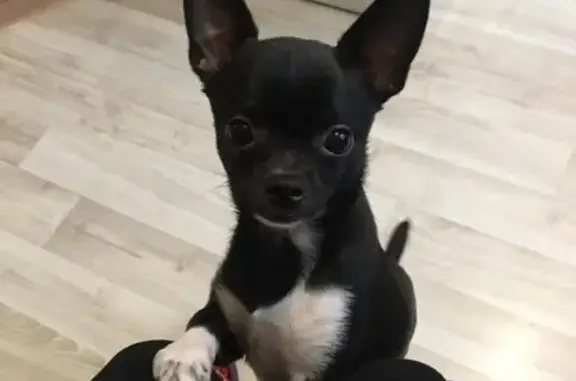 Собаки потеряшки, Санкт-Петербург, фото: Потеряшка собака в Невском районе, СПб (Адрес: Октябрьская набережная дом 80)