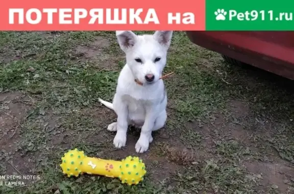 Собака с оранжевым ошейником в селе Софьино, Московская область
