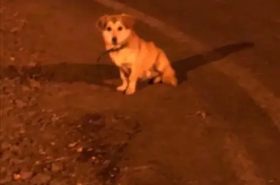 Найдена собака на ул. ШОССЕЙНАЯ, 8
