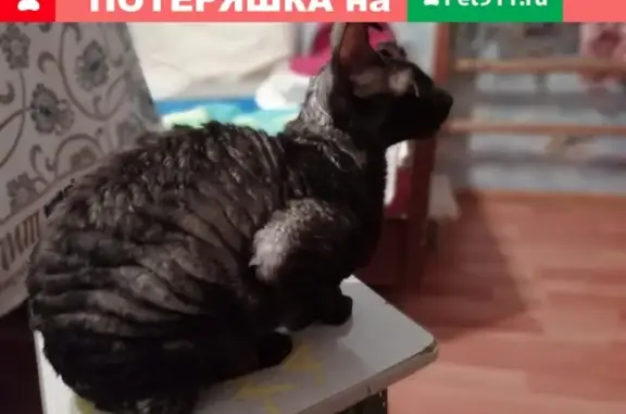Пропала кошка Персик в деревне Куштиряково, помогите найти!