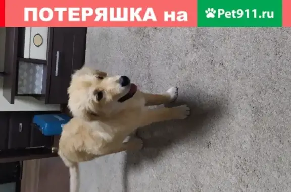 Найдена собака, Москва, фото: Найден щенок на Ярославском шоссе в Москве