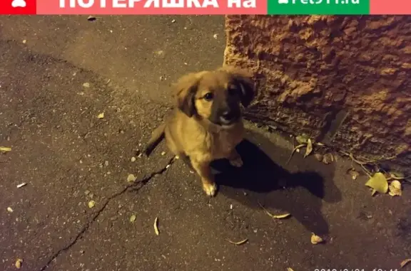 Найдена собака в Губкине, за бывшим Горьковским магазином