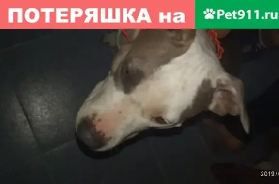 Найдена собака питбультерьер в Омске