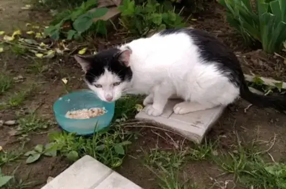 Найден молодой кот в д. Соболиха, Железнодорожный