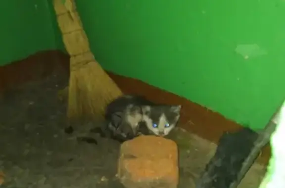 Найден котенок на Луначарского 28 в Пензе