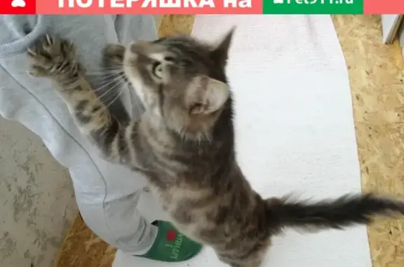 Пропала кошка Маргоша на улице Первомайская в Сортавале