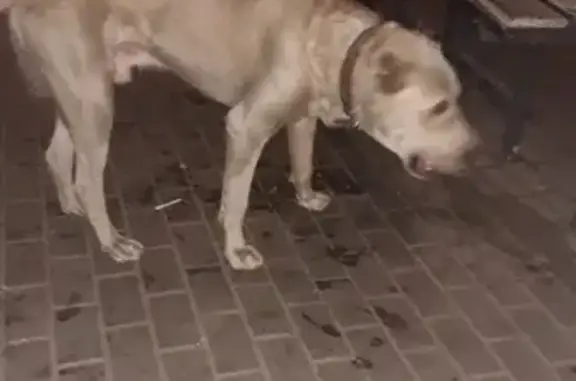 Найдена собака в р-не Машмета, ищем хозяев