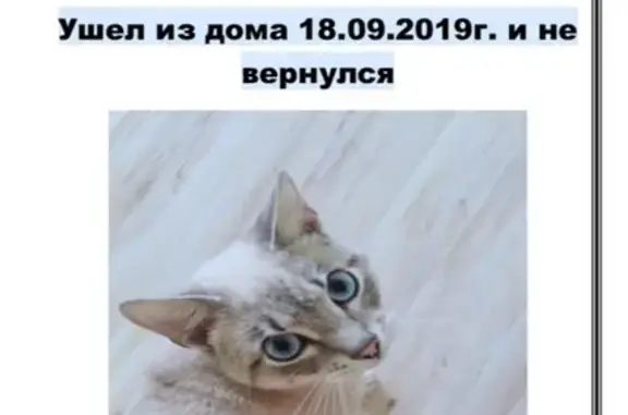 Пропал кот на ул. Ферганской в Ленинском районе, помогите найти! (39 символов)
