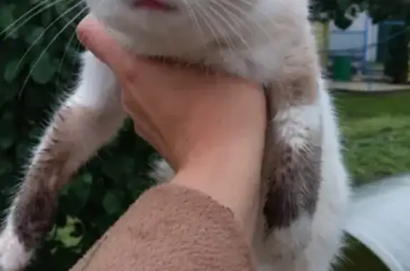 Найден красивый котенок в Муроме