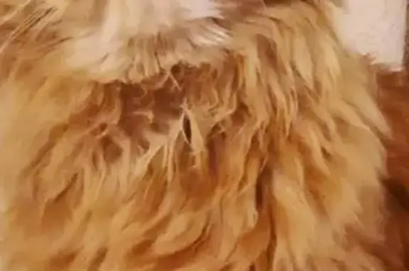 Кошки потеряшки, Санкт-Петербург, фото: Потеряшка кошка Лева на трассе Е-95, вознаграждение за находку.