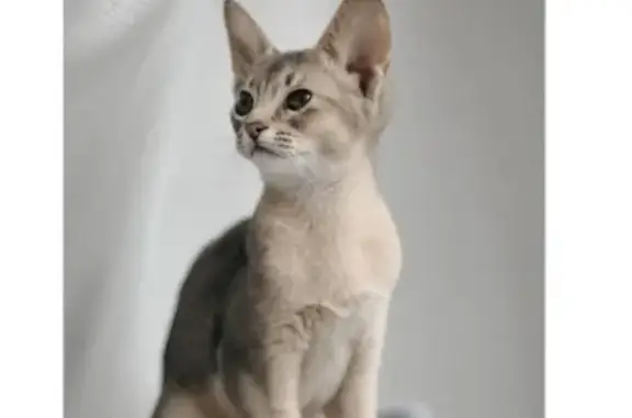 Пропала кошка в Санкт-Петербурге: Абиссинская девочка голубого окраса, отзывается на имя Флёр