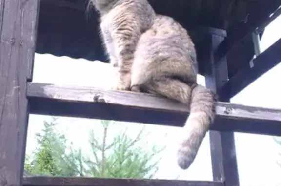 Кошки потеряшки, Москва, фото: Потеряшка кошка Буся в СНТ Нарские пруды, МО