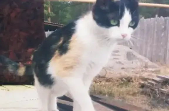 Потерянные животные Кедровый, фото: Пропала кошка в Серове, район М. Горького/Кедровый переулок, кличка Ляля