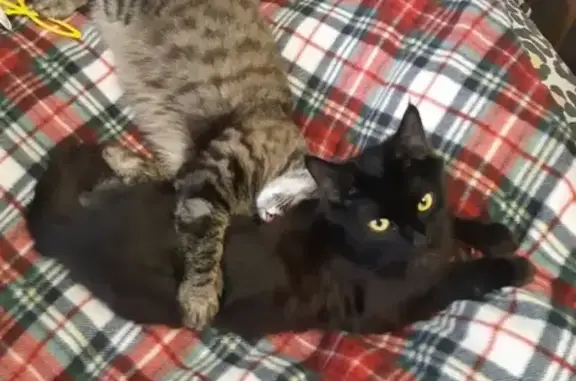 Кошки потеряшки, Тула, фото: Потеряшка кошка в Туле: Мясново, Тихмянова 40а, черная с белым пятном на шее и кисточками на ушах.