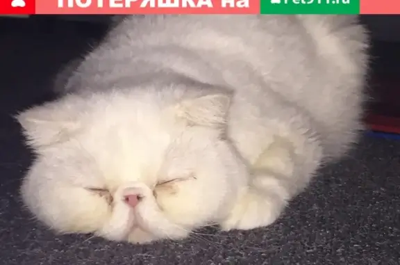 Найдена белая кошка породы Экзот в Москве