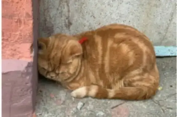 Найден рыжий кот на ул. Комсомольская, Саратов