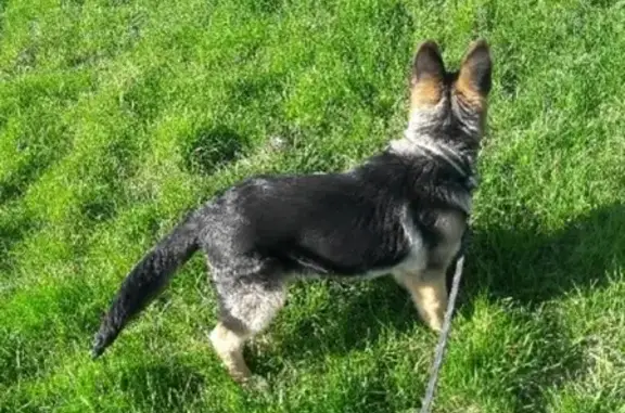 Пропала собака Арчи в Крымске, Краснодарский край
