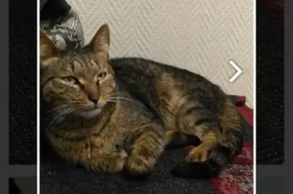 Найден домашний котик в Москве