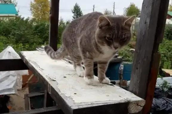 Найден кот в Излучинске