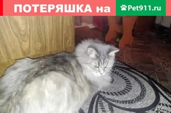 Пропала кошка на ул. Григорченкова, Ленинск-Кузнецкий