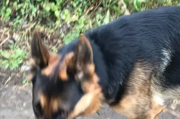 Найдена собака на Подсиневских дачах в Абакане