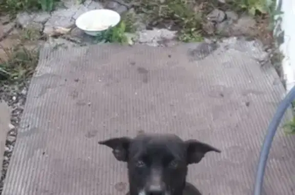 Найдена собака в Пос Советы, Самара
