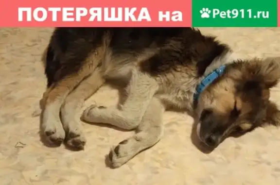 Найдена собака около остановки в Кемерово