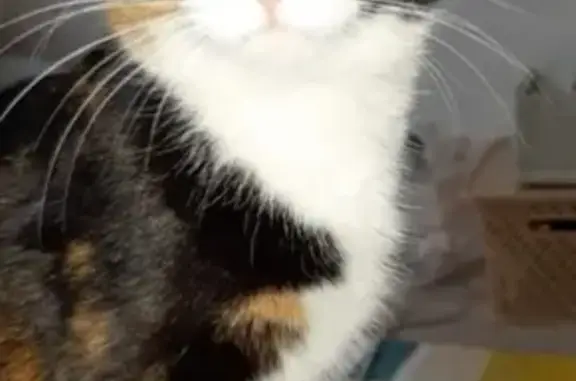 Потерянные животные Набережные Челны, фото: Пропала кошка Сюзи в Набережных Челнах