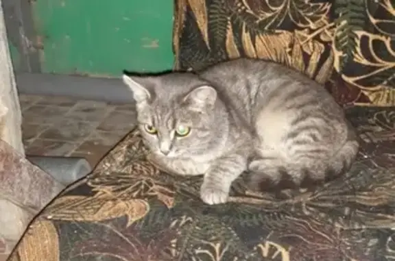 Потерянная кошка в Тюмени, нужна помощь!