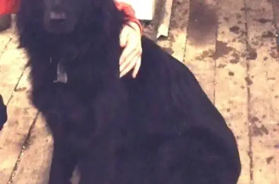 Пропала собака Багира в Краснотурьинске
