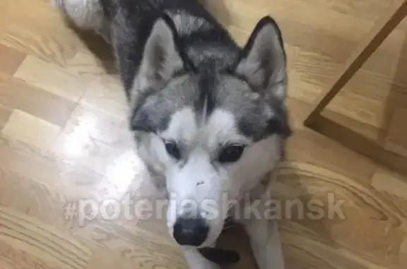 Найдена собака на улице Молодости в Новосибирске