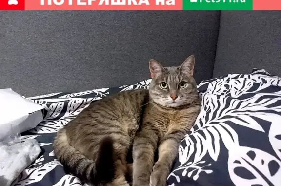 Пропала кошка в Электростали на улице Корнеева