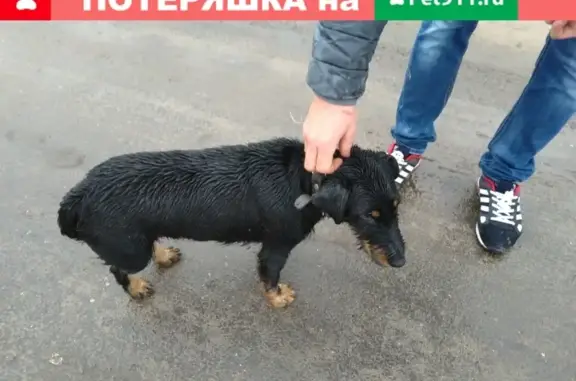 Найдена дружелюбная собака возле птицефабрики в Бессоновском р-не, Пенза