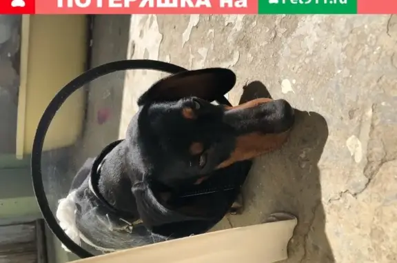 Собака найдена на ул. Бородинская 135 в Краснодаре.